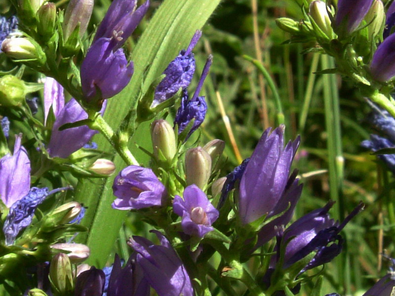 Campanula spicata