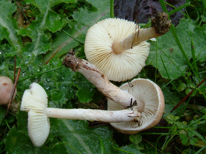 Nel prato (cfr. Lepiota sp.)
