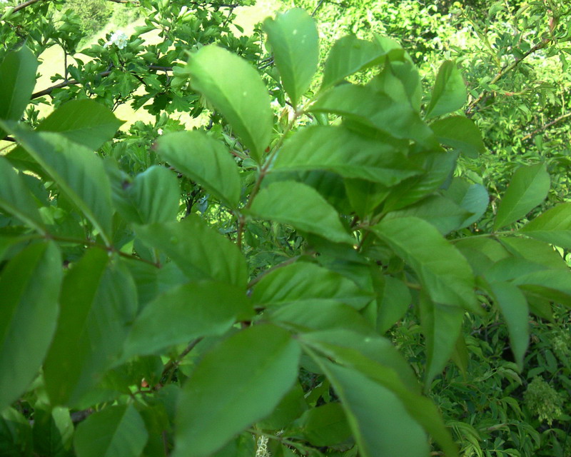 Fraxinus ornus / orniello