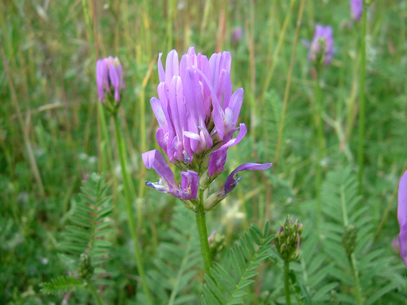 Astragalus onobrychis / Astragalo falsa lupinella