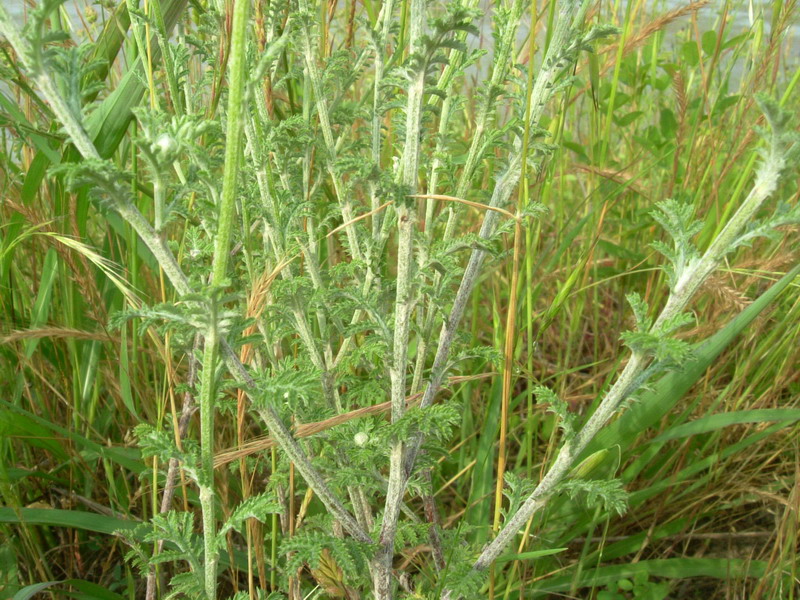 Cota tinctoria / Camomilla per tintori