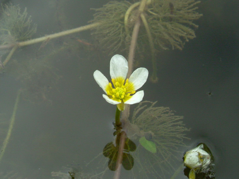 Ranunculus trichophyllus / Ranuncolo a foglie capillari