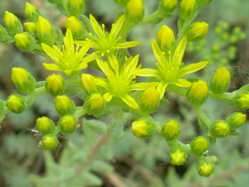 Argini e incolti 3 - Sedum sexangulare