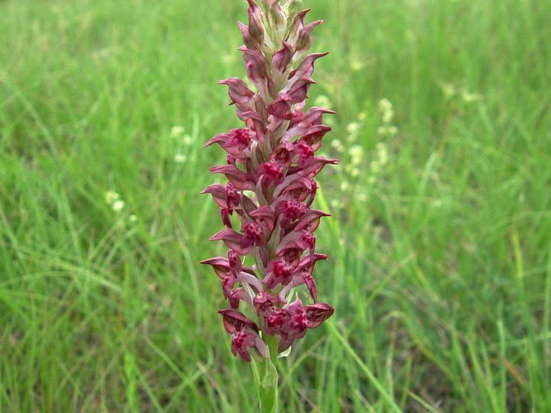 Anacamptis coriophora / Orchide cimicina