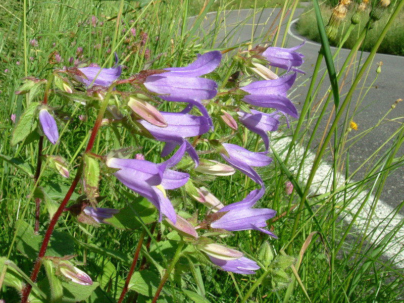Campanula trachelium / Campanula selvatica