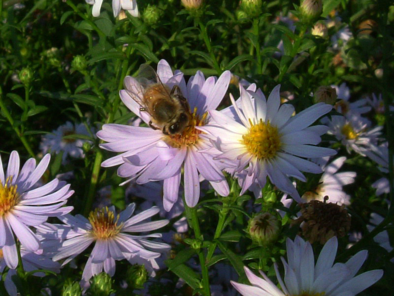 Galatella pannonica (=Aster tripolium) ?