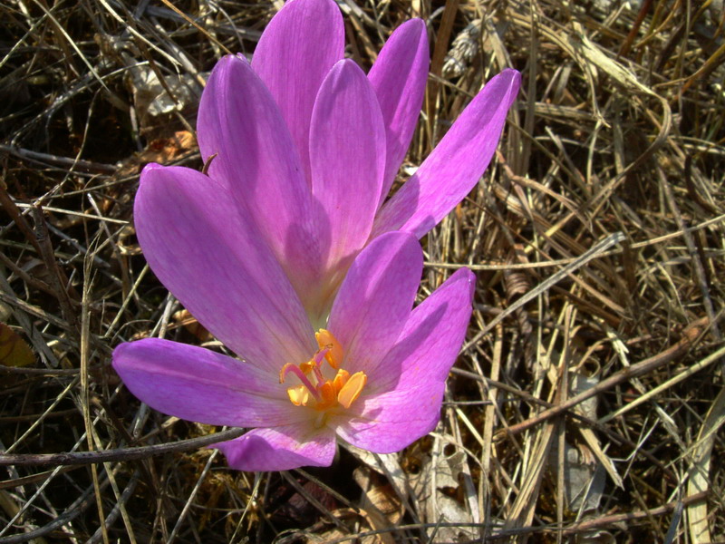 Colchicum lusitanum / Colchico portoghese