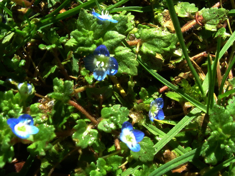 Veronica sp.