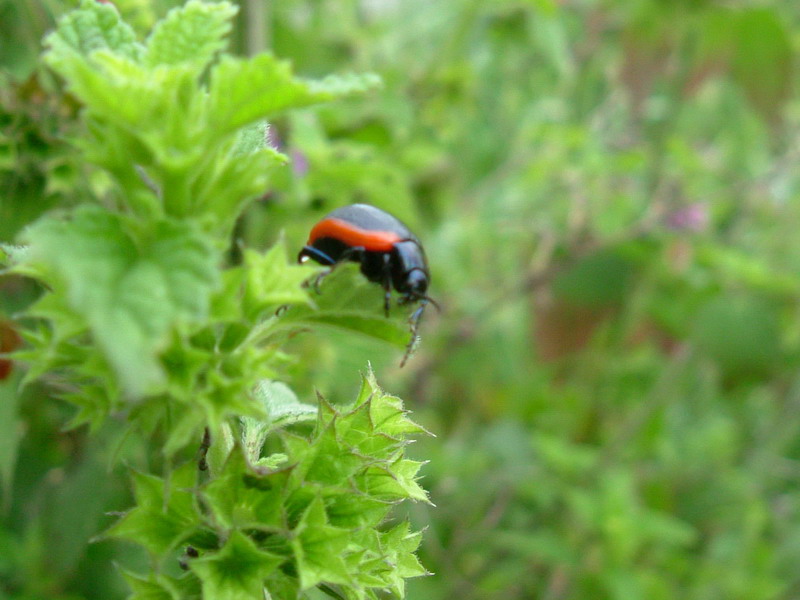 Chrysolina rossia del Reggiano