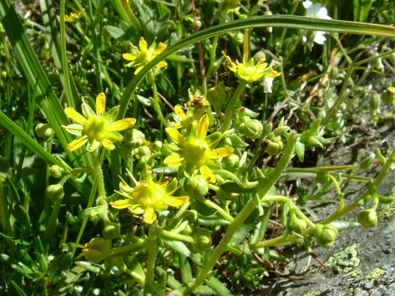Saxifraga aizoides / Sassifraga gialla