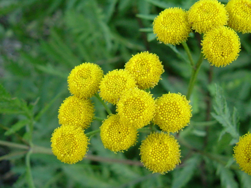 Tanacetum vulgare / Tanaceto