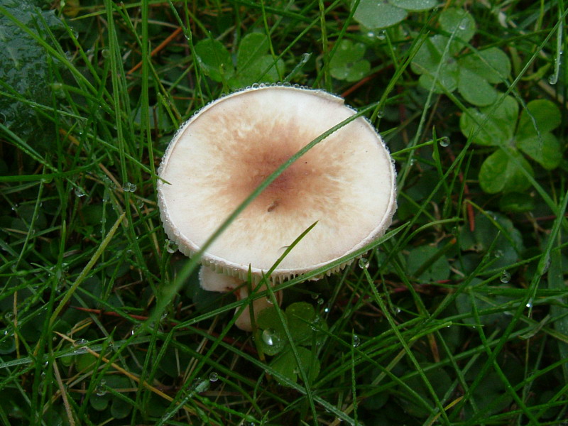 Nel prato (cfr. Lepiota sp.)