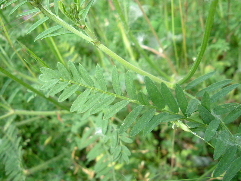 Astragalus onobrychis / Astragalo falsa lupinella