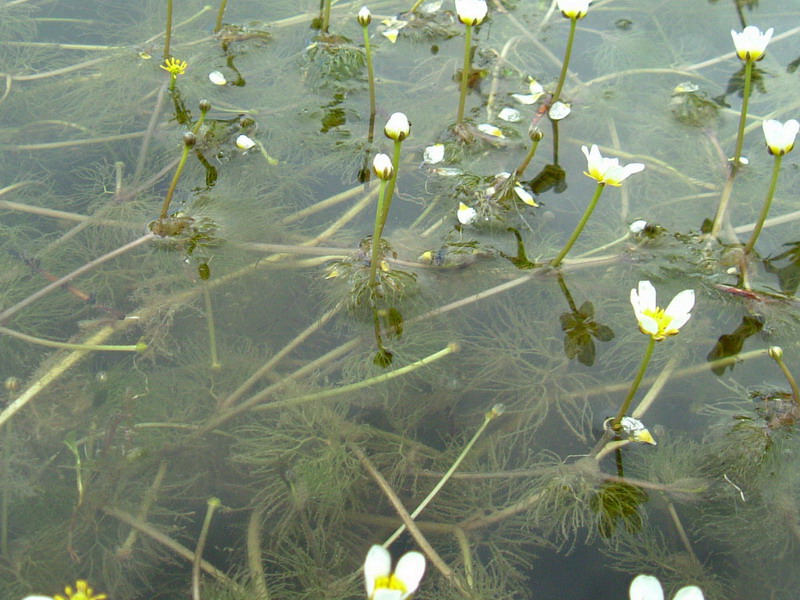 Ranunculus trichophyllus / Ranuncolo a foglie capillari