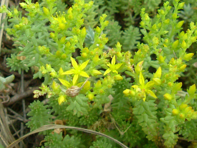 Argini e incolti 3 - Sedum sexangulare