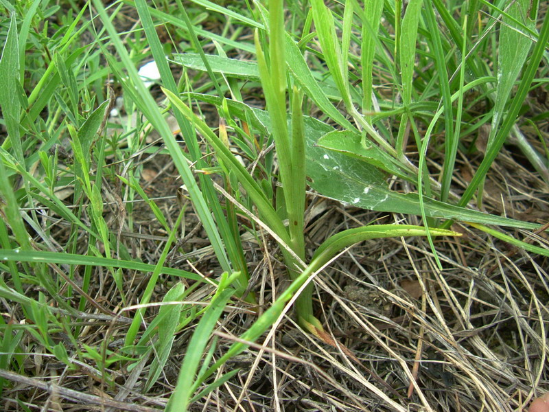 Anacamptis coriophora / Orchide cimicina