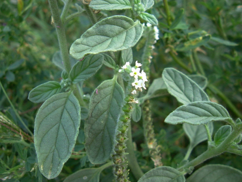 Heliotropium europaeum / Eliotropio selvatico