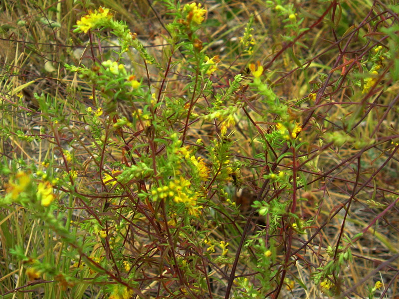 Odontites luteus / Perlina gialla