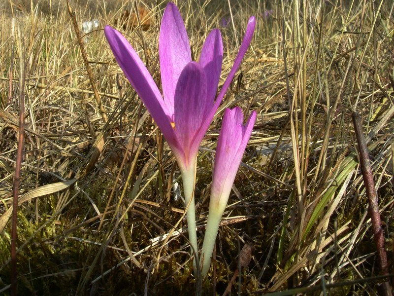Colchicum lusitanum / Colchico portoghese
