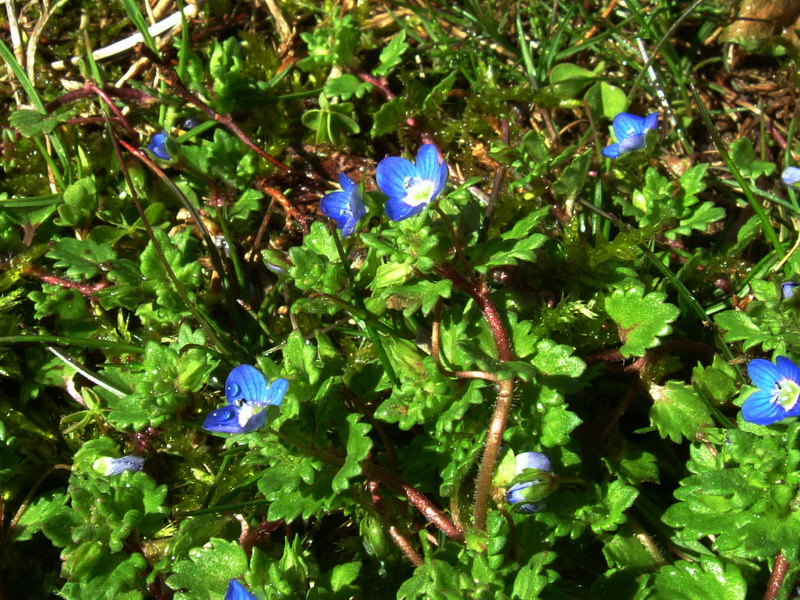 Veronica sp.