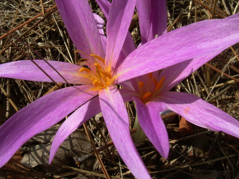 Colchicum lusitanum / Colchico portoghese