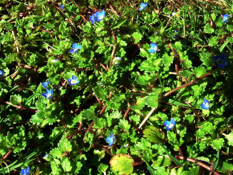 Veronica sp.