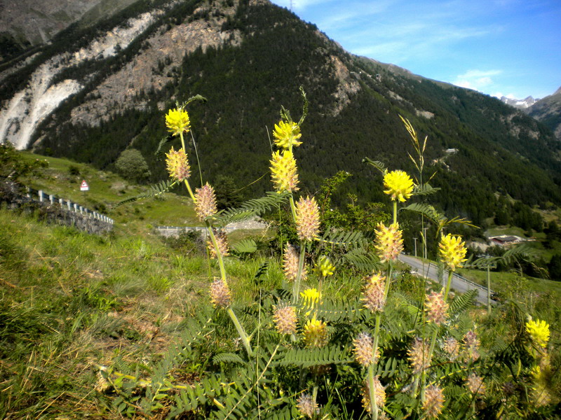 Astragalus alopecurus / Astragalo maggiore