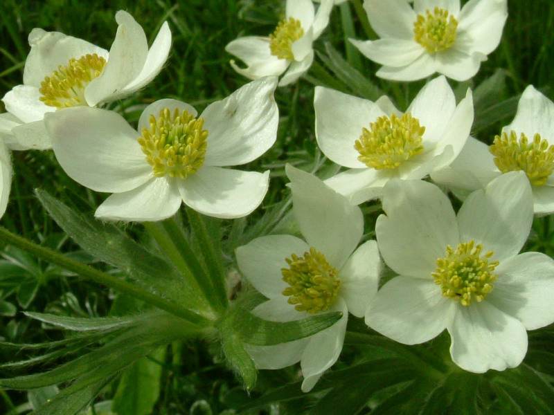 Anemonastrum narcissiflorum / Anemone narcissino