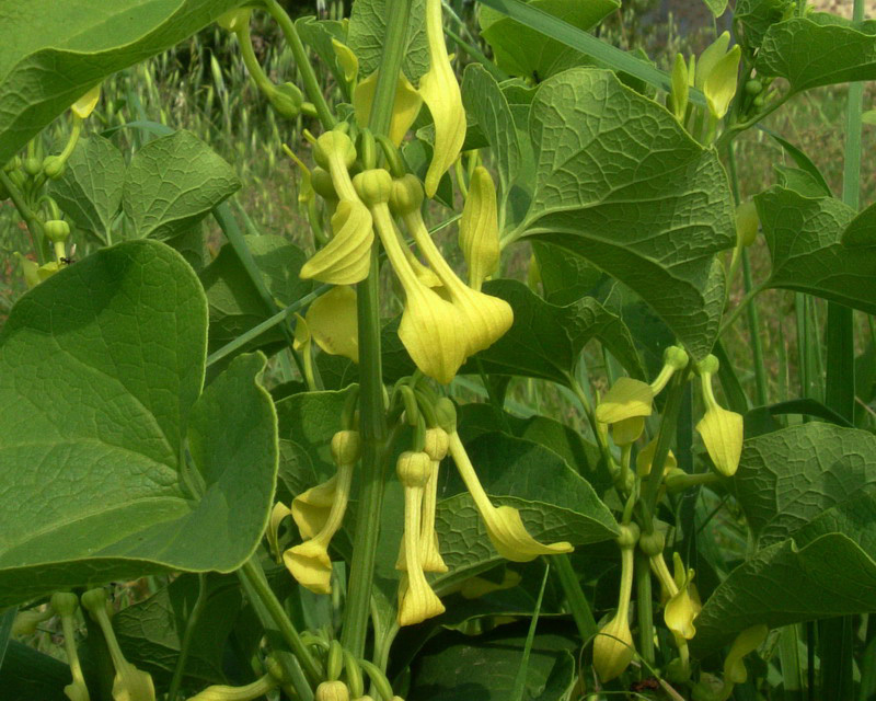 Aristolochia clematitis