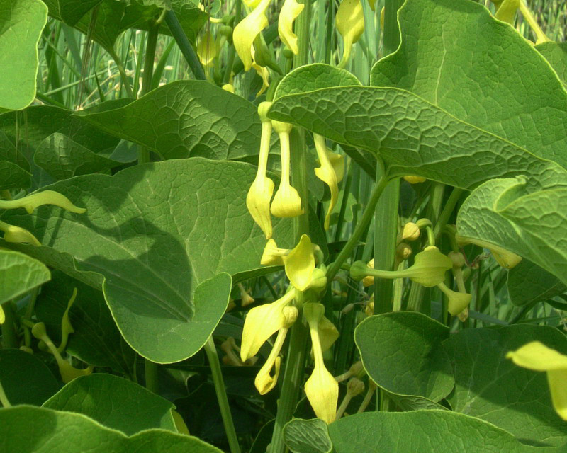 Aristolochia clematitis