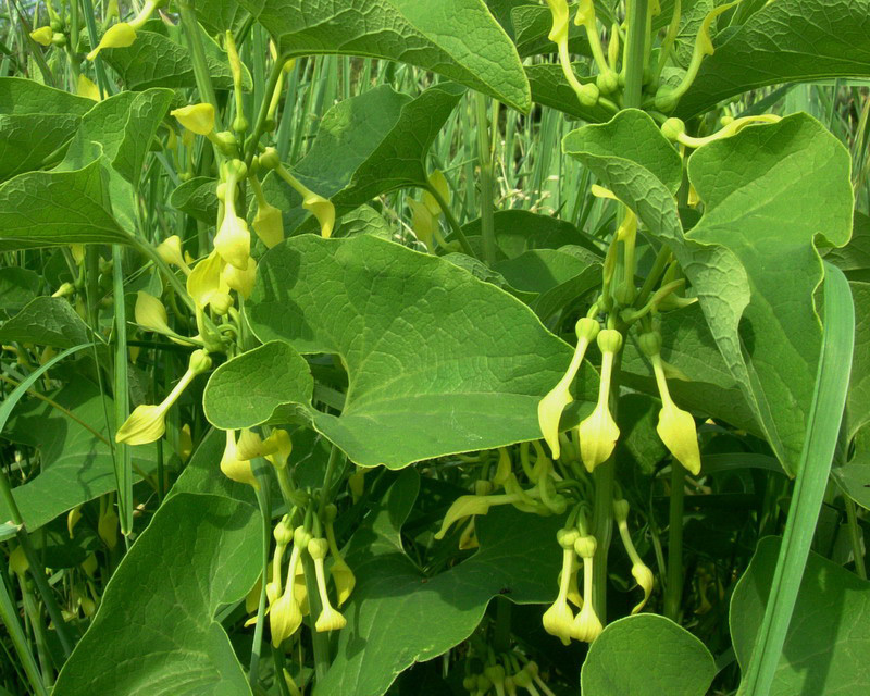 Aristolochia clematitis