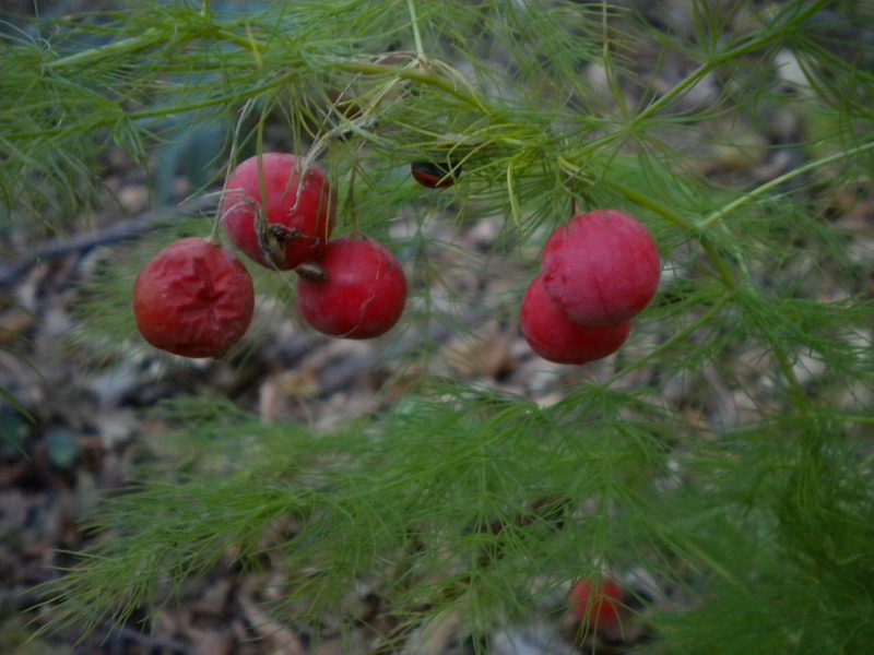 Asparagus tenuifolius / Asparago selvatico