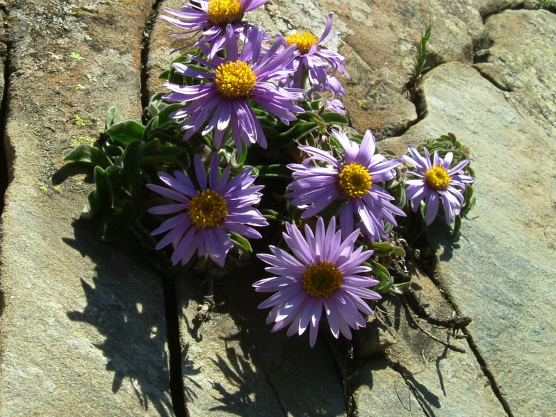 Aster alpinus