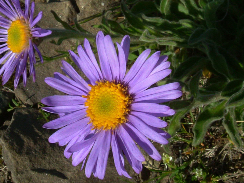 Aster alpinus