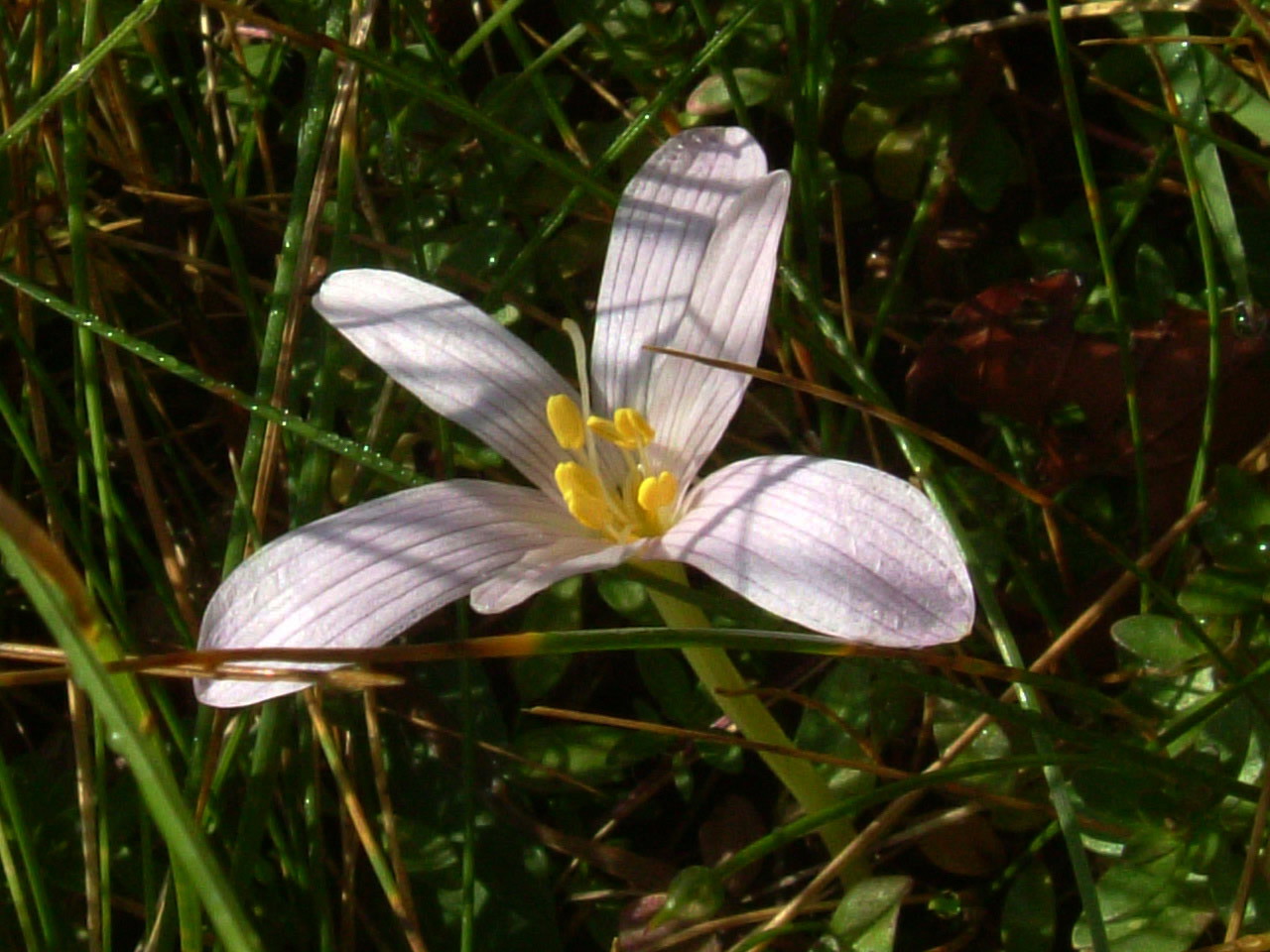 Colchicum
