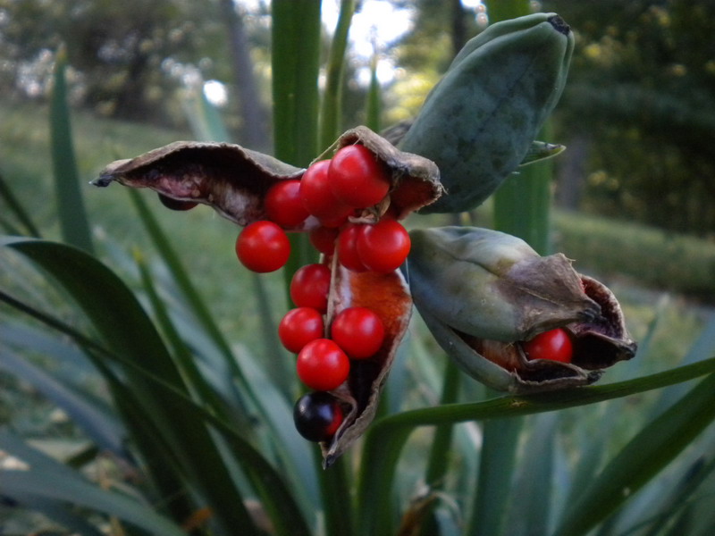 Chamaeiris foetidissima (=Iris foetidissima) / Giaggiolo puzzolente