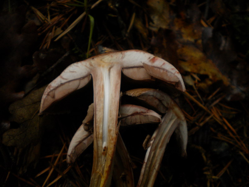 Agaricus