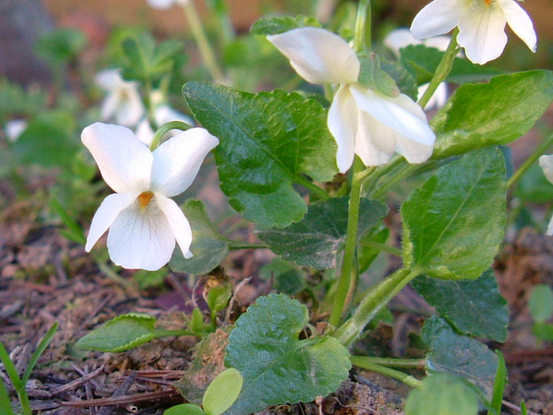 Viola alba subsp. alba / Viola bianca