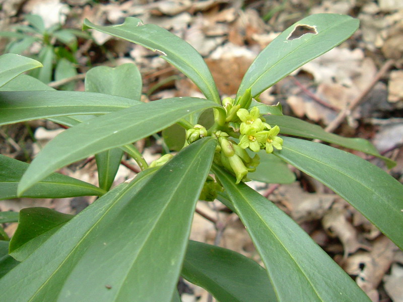 Daphne laureola / Dafne laurella