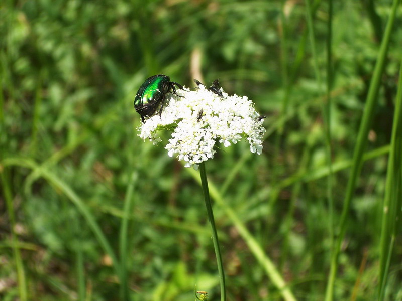 Da determinare: Cetonia aurata pisana