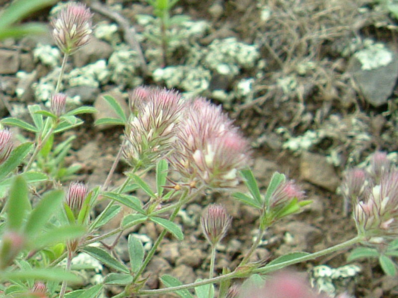 Trifolium arvense sl.