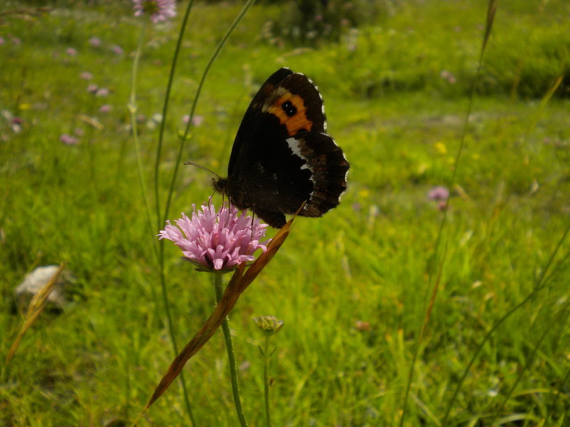 Farfalla - Erebia ligea