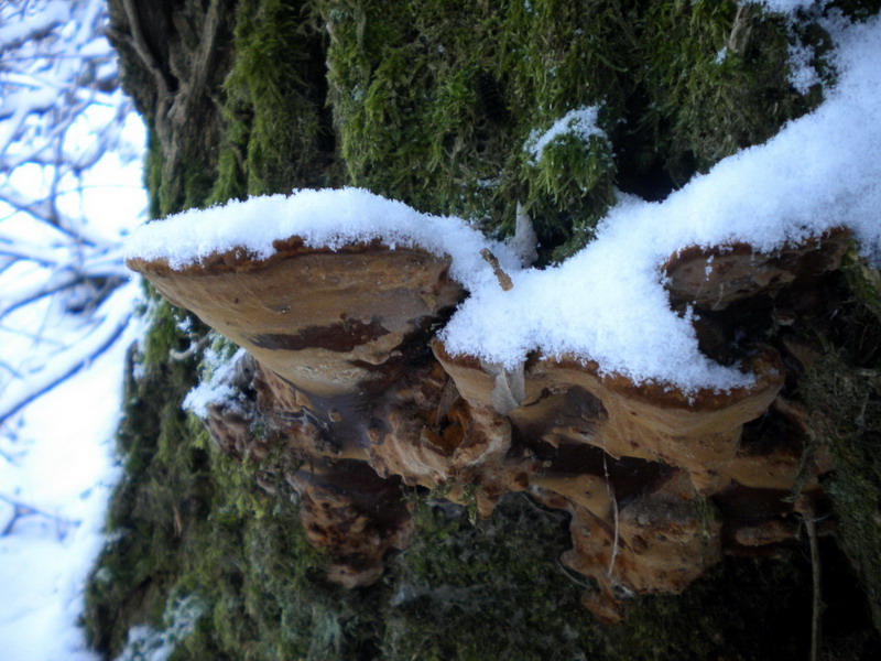 Ganoderma ??