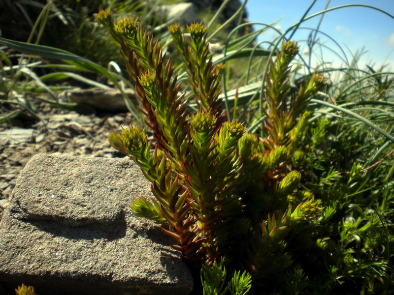 Sedum