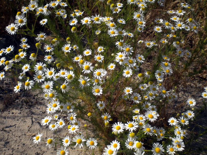 Tripleurospermum inodorum / Camomilla senza odore