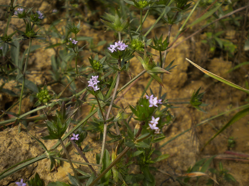 Sherardia arvensis