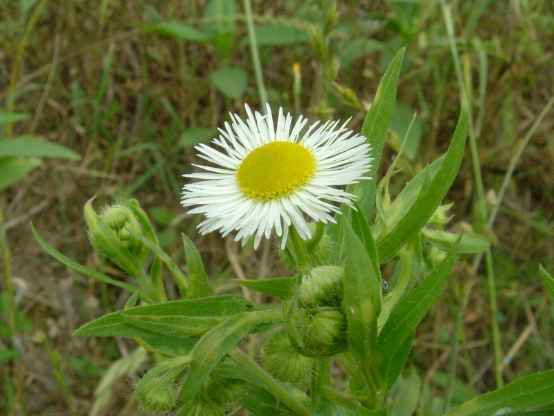 Erigeron annuus / Cspica annua