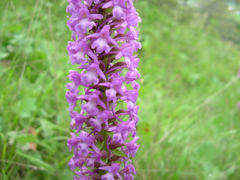 Gymnadenia conopsea