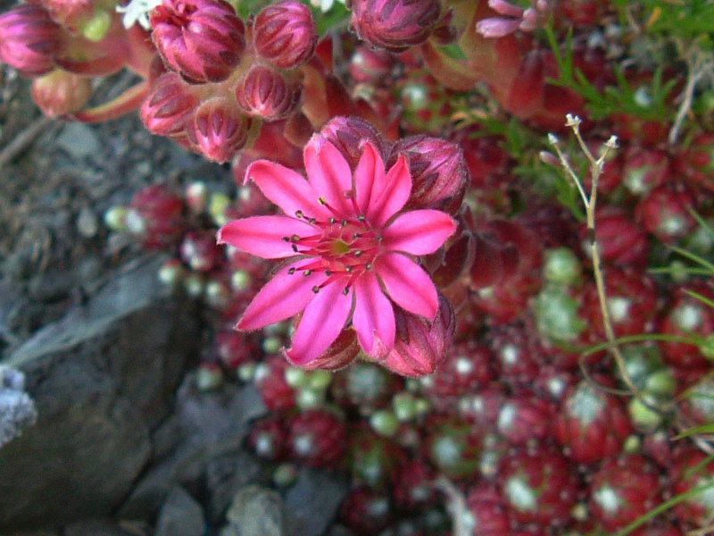 Tra le rocce 2 - Sempervivum cfr. arachnoideum