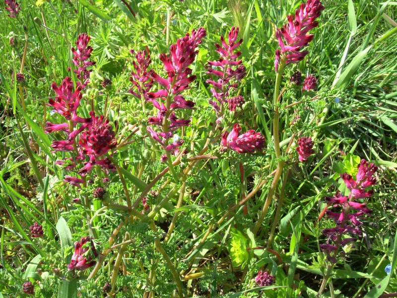 Fumaria officinalis